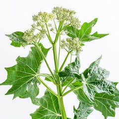 heracleum mantegazzianum giant hogweed sap milky white sap oozing from damaged green stems and large leaves isolated on white transparent background