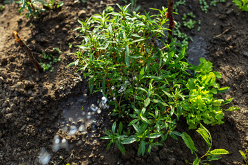 Watering thyme plant, motion blur water stream, abstract gardening backdrop with copy space