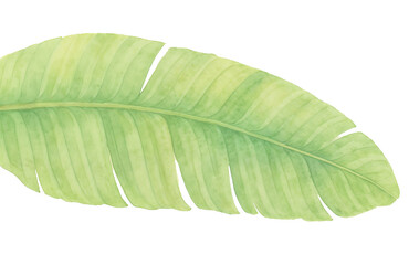 Obraz premium Banana leaf watercolor isolated on white background