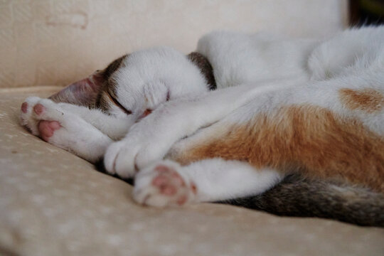 sleeping cat sleeping