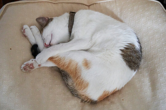 cat sleeping on the couch