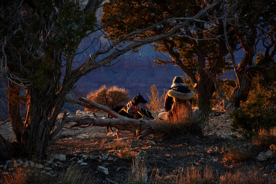 dog in the woods sunset
