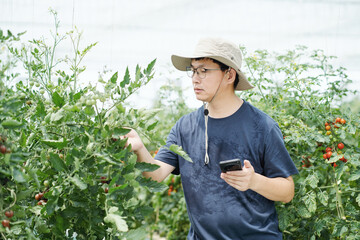 asian male farmer working in greenhouse