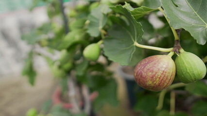 무화과 나무와 열매