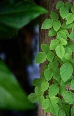Close-up view the green leaves ivy on tree trunk