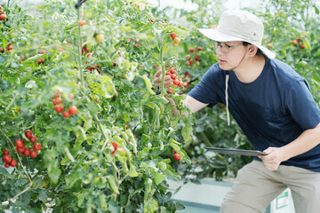 asian male farmer working in greenhouse