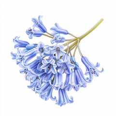hyacinthoides nonscripta bluebell flowers clusters of bellshaped blue flowers isolated on white transparent background