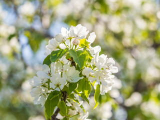 White blossoming apple trees in the sunset light. Spring season, spring colors.