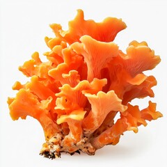 hypomyces lactifluorum lobster mushroom parasitic fungus edible isolated on white transparent background