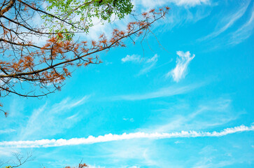 The dry branches of pine trees and blue sky, white clouds with copy space