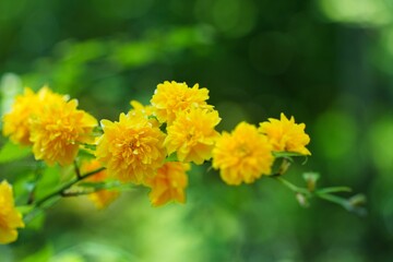 鮮やかに咲くやまぶきの花