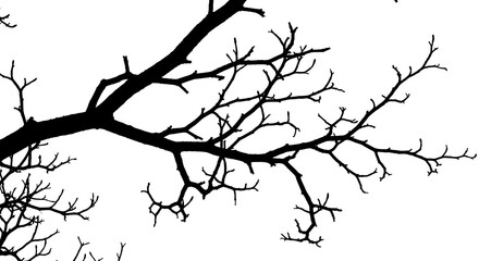 Fototapeta premium Winter Branches: A Silhouette Study