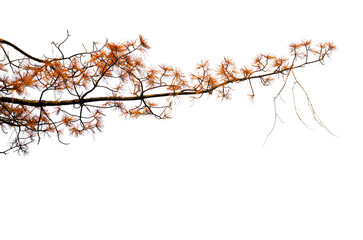 Dry tree pine branch isolated on transparent background.