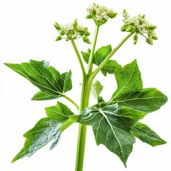 heracleum mantegazzianum giant hogweed sap milky white sap oozing from damaged green stems and large leaves isolated on white transparent background