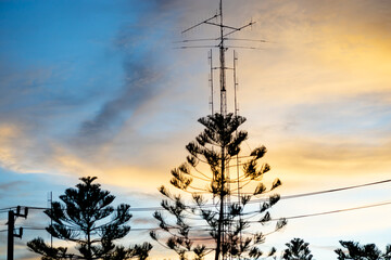 siluiate of pine on sky background