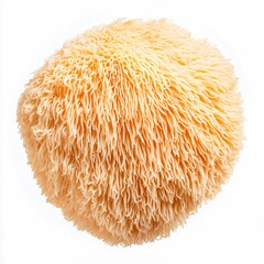 hericium erinaceus lion's mane mushroom with furry shaggy spines medicinal isolated on white transparent background