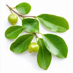 hippomane mancinella manchineel sap fruit and leaves closeup of small green fruit large waxy leaves with milky sap isolated on white transparent background