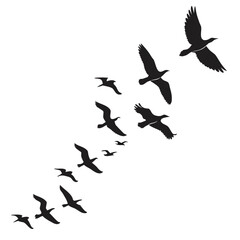 Flock of birds in flight silhouettes flying nature