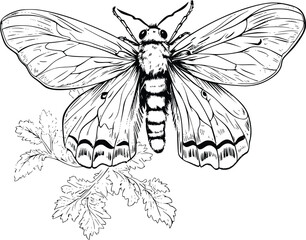 Gypsy Moth Coloring Page for Kids