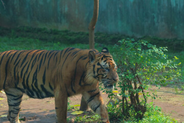 tiger in the zoo