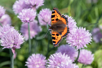 Small tortoiseshell butterfly (Aglais urticae).