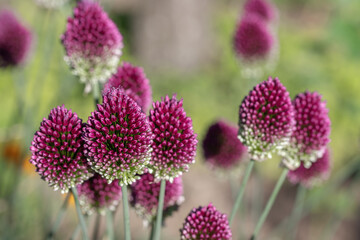 Blooming round-headed leak (Allium sphaerocephalon).