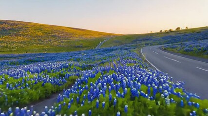 Winding road through bluebonnet field at sunset in texas hill country