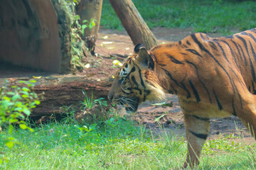 tiger walking in the grass