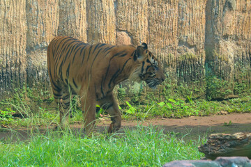 tiger in the zoo
