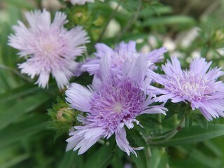 purple aster flower