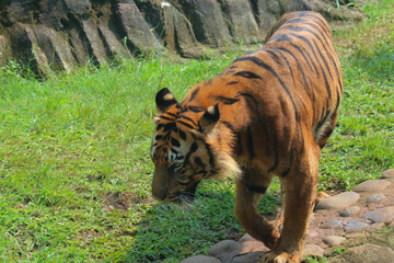 tiger in the zoo