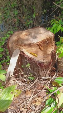 A fagraea fragrans tree was cut down to be used as furniture wood. Also knowns as tembesu tree.