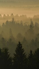 Fototapeta premium Misty forest landscape photography, scenic nature views, foggy trees, woodland background image