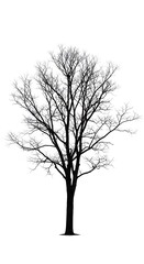 Fototapeta premium Winter's Silhouette