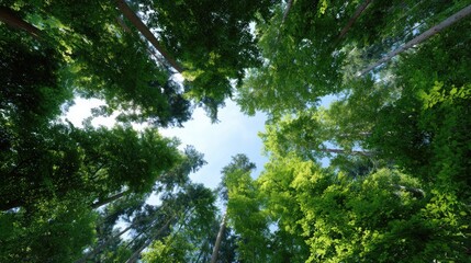 Fototapeta premium Peaceful View of Lush Green Forest Canopy Under Clear Blue Sky Surrounded by Tall Trees and Vibrant Foliage