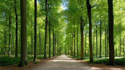 Fototapeta premium Serene Pathway Through Lush Green Forest Under Bright Sunlight Illuminating Tall Trees