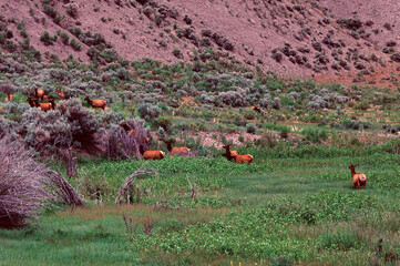 herd of deer in a field
