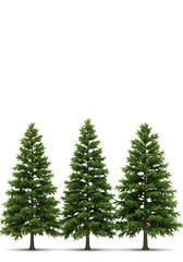 Fototapeta premium Evergreen Trio
