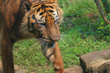 tiger in the zoo