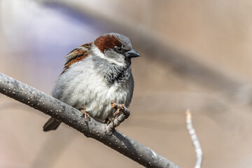 Sparrow sits on a branch without leaves.
