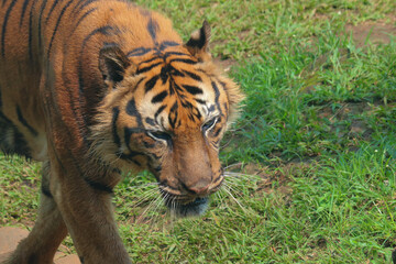 tiger in the zoo