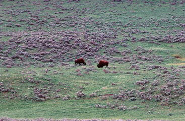 Buffalo in the Yellowstone Plains
