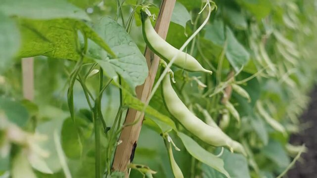 Runner beans growing on bamboo support in vegetable garden