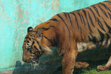 tiger in the zoo