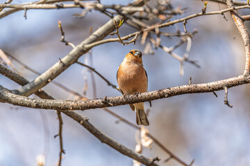 Common chaffinch, Fringilla coelebs, sits on a tree. Common chaffinch in wildlife.