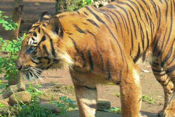 tiger in the jungle