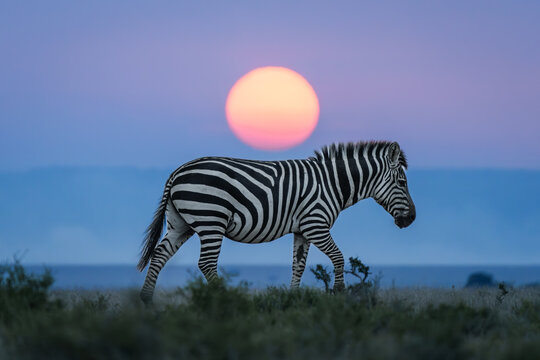 Zebras on the East African savanna