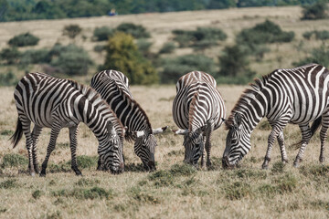 Zebras on the East African savanna