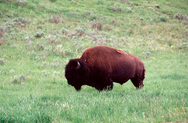 Fototapeta premium american bison in yellowstone national park