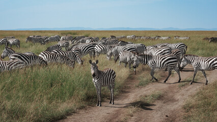 Fototapeta premium Zebras on the East African savanna